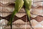 Green Ringneck Pair