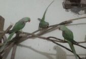 Raw parrots breader pair