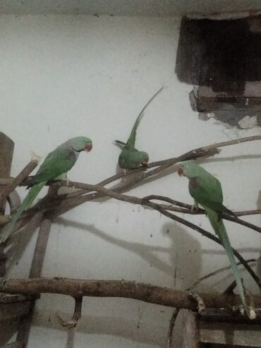 Raw parrots breader pair