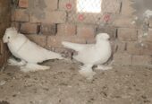 Bukhara pigeon