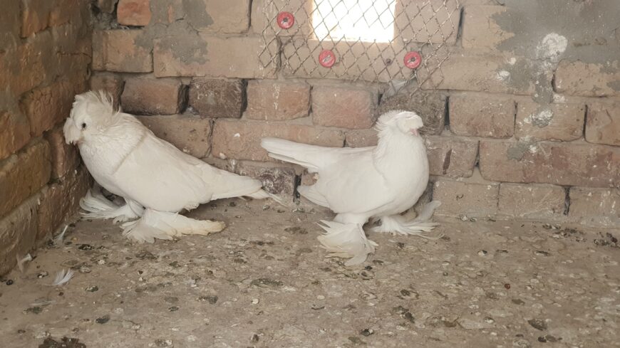 Bukhara pigeon