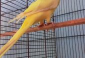 Yellow RingNeck Patha