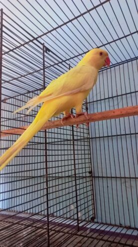 Yellow RingNeck Patha