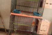 Lovebirds pairs for sale full breader pairs with cage