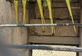 RAW/ Yellow RingNeck Parrots