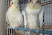 Cocktails Breeder Pair