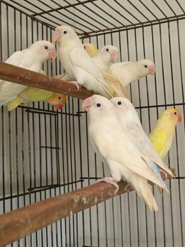 CreaminoX Albino split red eye pair