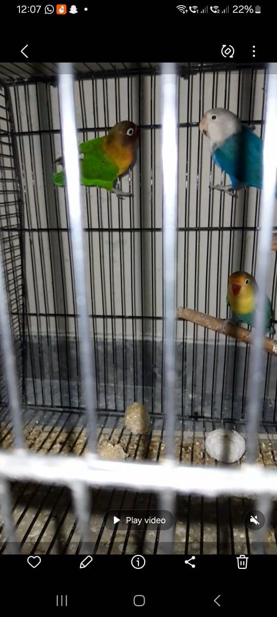Love birds