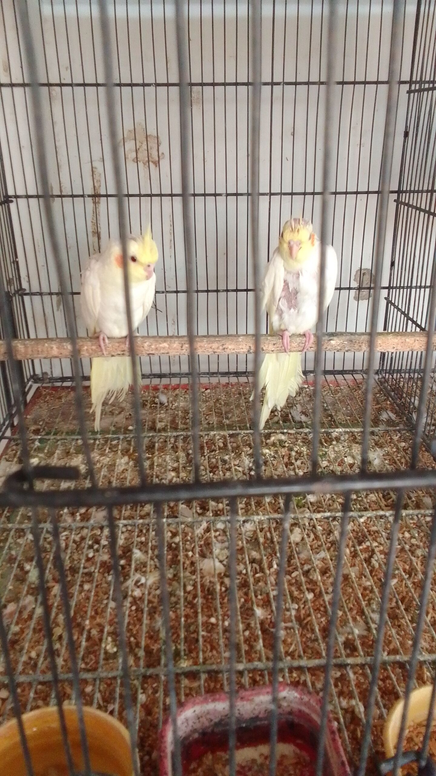 Coukatiel