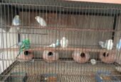 Whole cage with birds