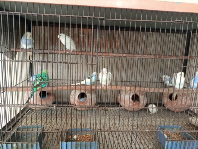 Whole cage with birds