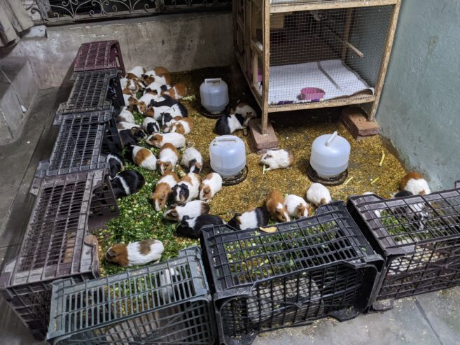 GUINEA PIG/ENGLISH CAVIES