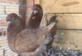 Pigeon Mutina king pair Healthy and active All ok ha