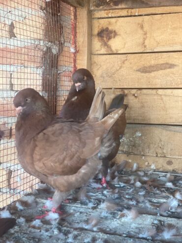 Pigeon Mutina king pair Healthy and active All ok ha