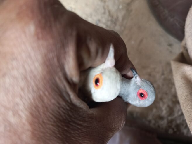 China dove diamond breeder pair