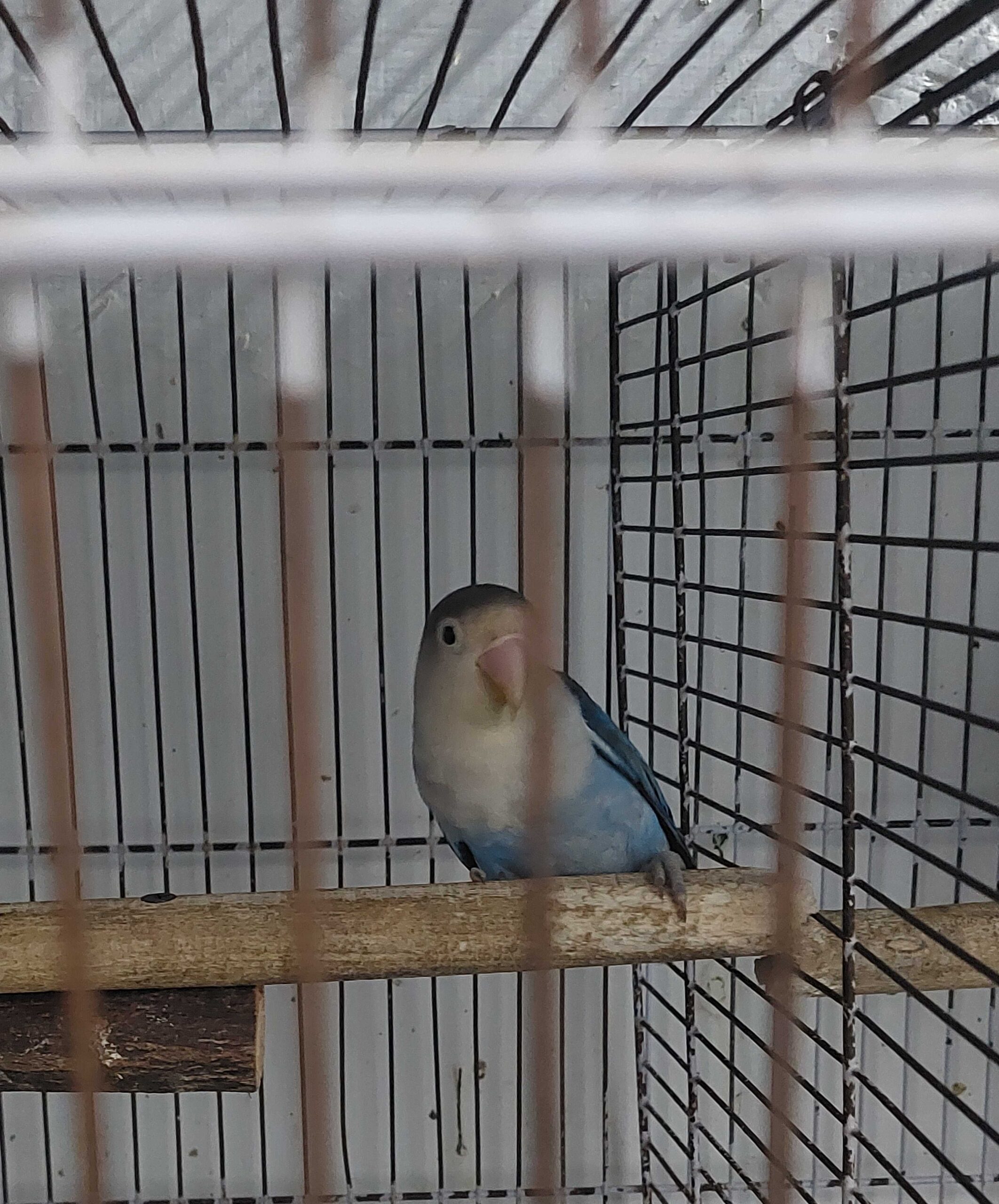 Lovebirds for sale