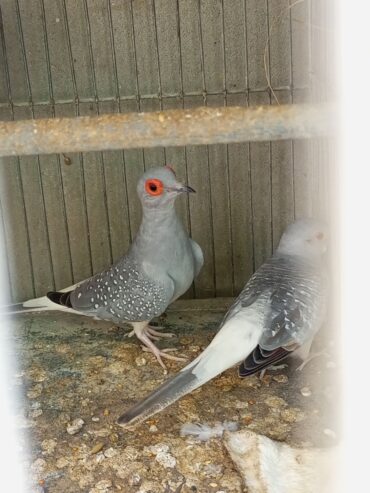 Common China silver Dove breeder Pairs