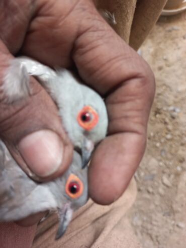 China dove diamond breeder pair