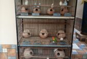 Whole cage with birds