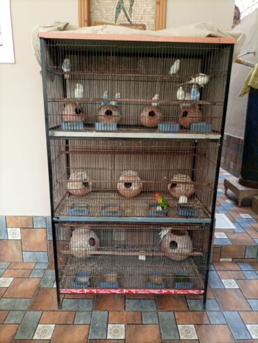 Whole cage with birds