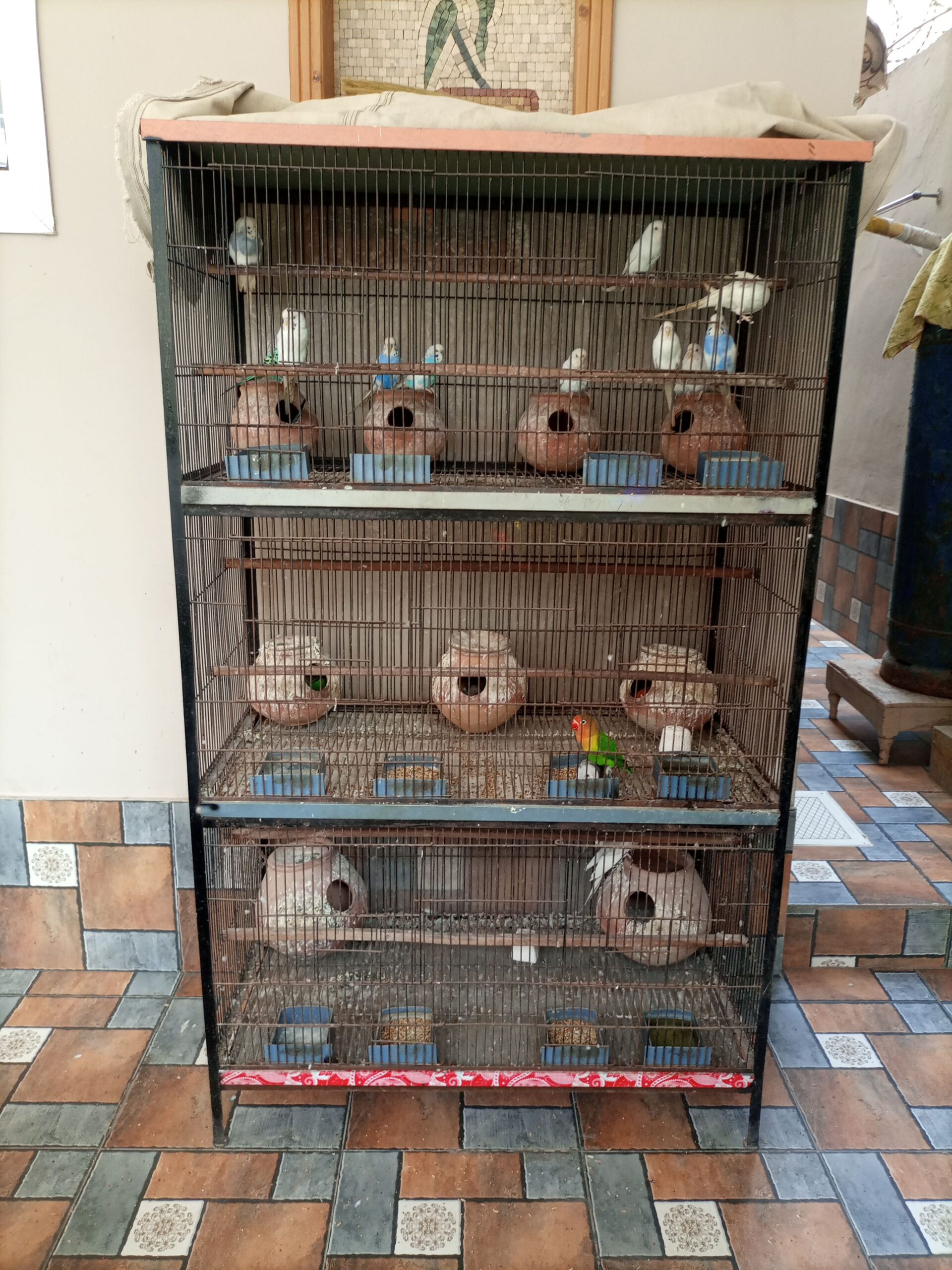 Whole cage with birds