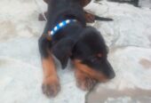 Rotwiller female 3 month ki