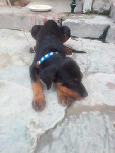 Rotwiller female 3 month ki