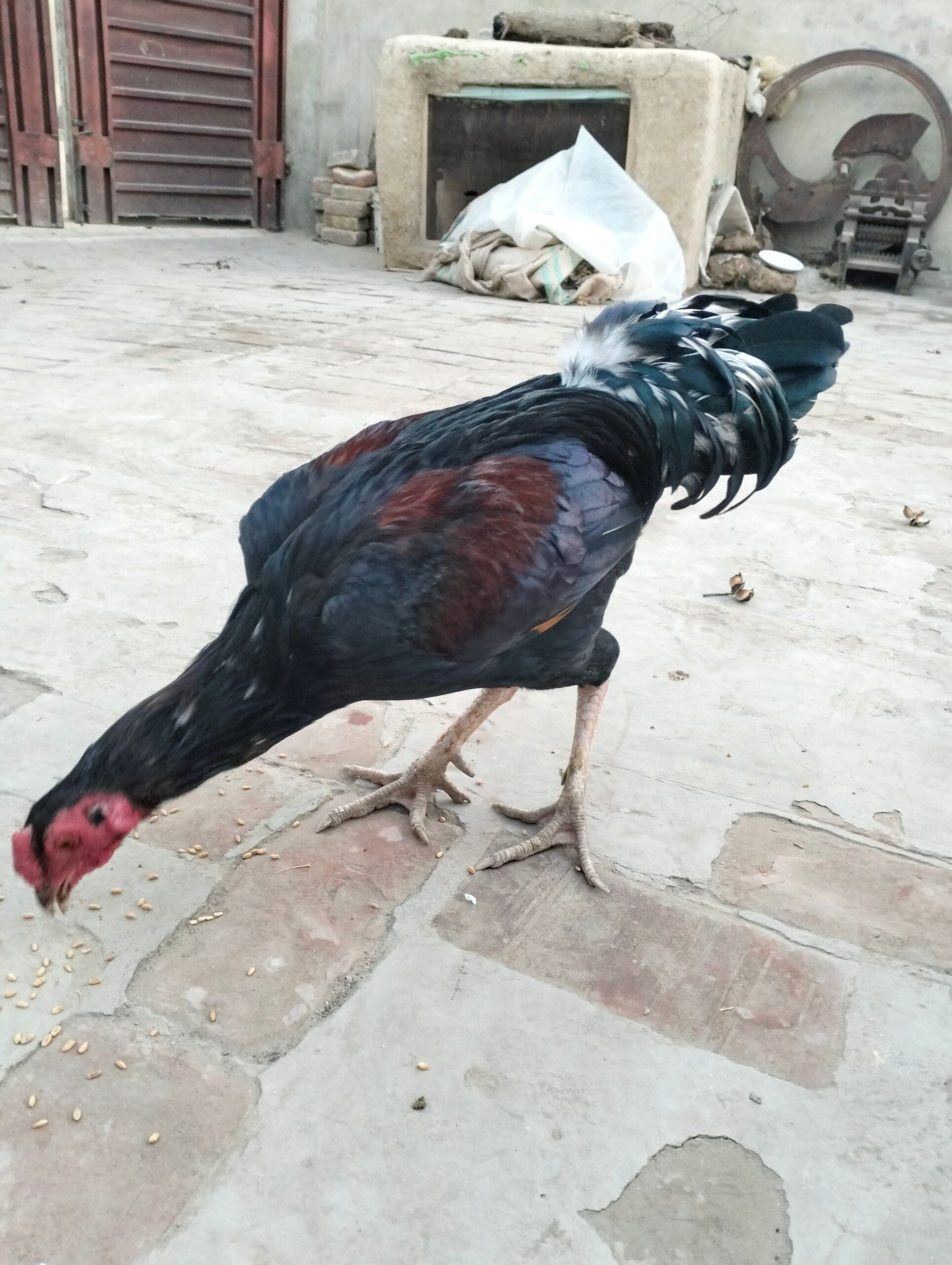 🥰 MashAllah 🗣 (Original) 🐓 pakistani blood line 💢Very Hight Quality pakistani Blood line 🧬Quality speak its self 🌐 location dharawala 🚒 cargo Available 🔊 call and WhatsApp massage 💲 9000 📞 03258502445