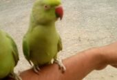 Handtame green Ringneck males