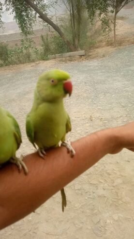 Handtame green Ringneck males