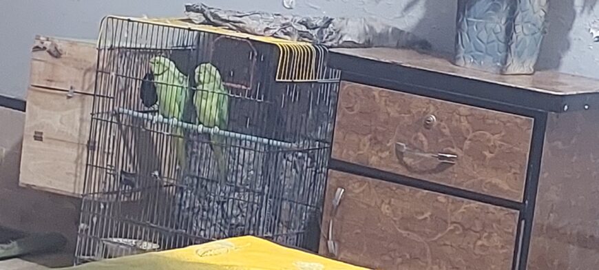 Green Ringneck Parrot Breeding Pair