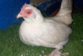 Mili flower bantam size female