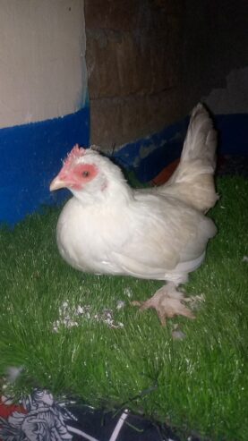 Mili flower bantam size female