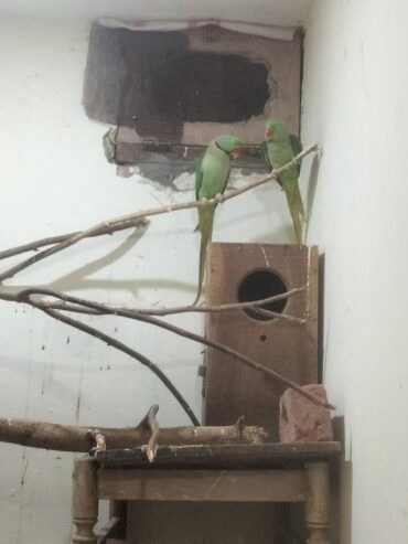 Raw parrots breader pair