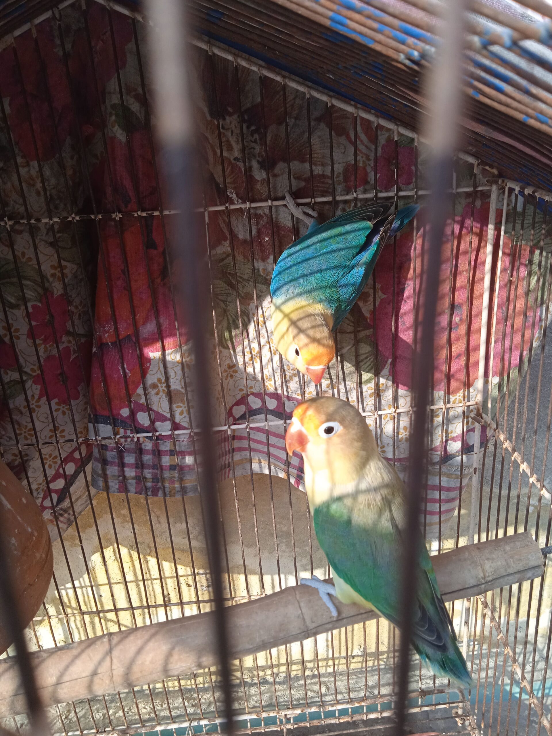 Parblue split ino breeder pair 2 time breeding my home