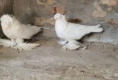 Bukhara pigeon