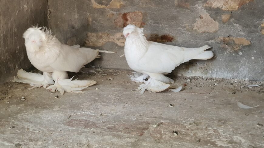 Bukhara pigeon