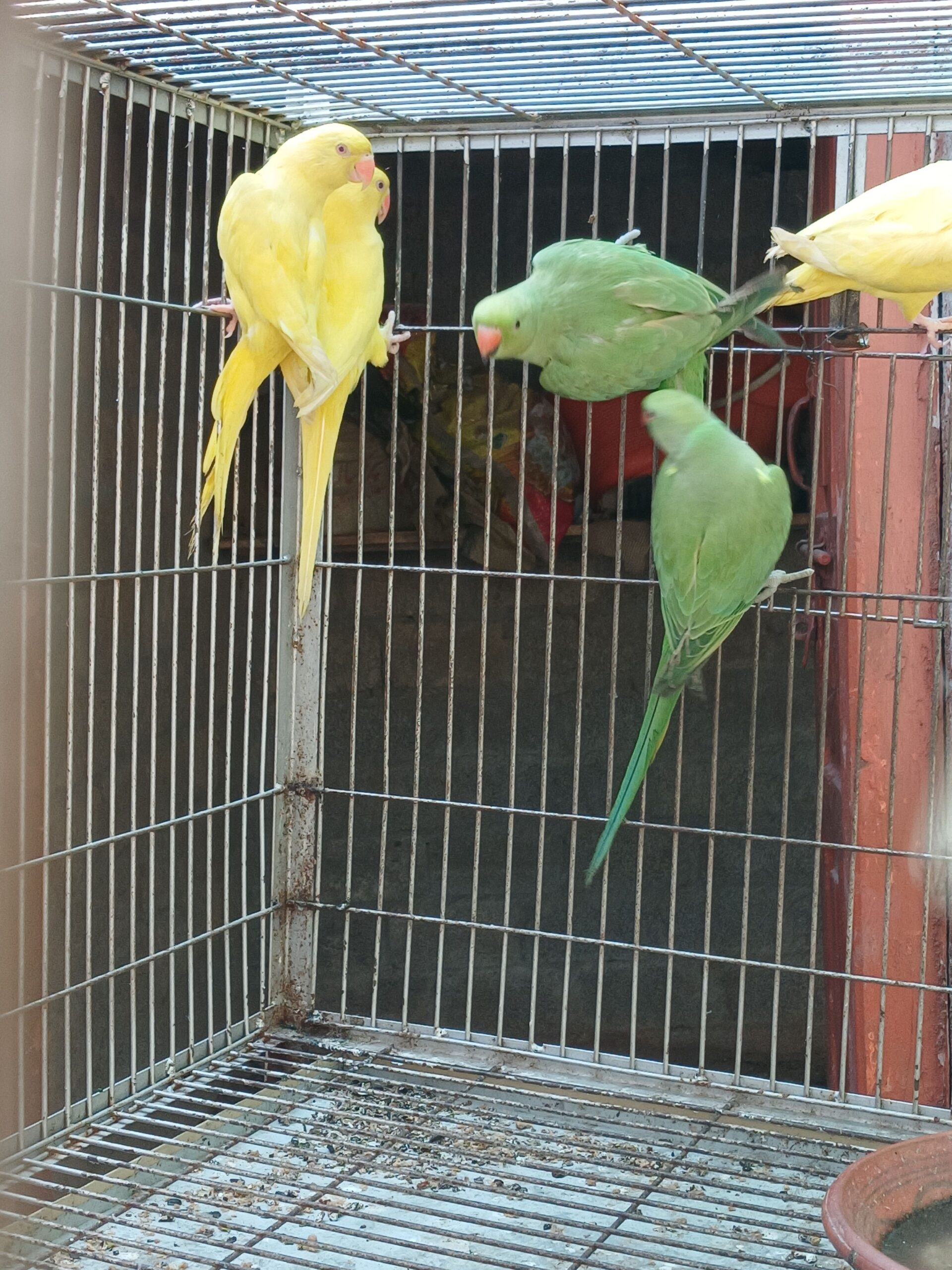 RAW/ Yellow Ringneck Parrots