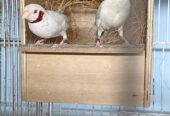 Albino shaftail,albino cut throat,silver diamimond firetail