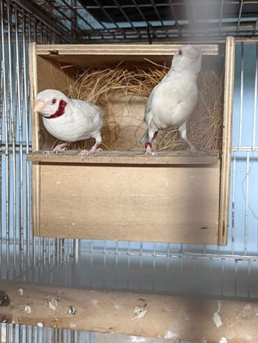 Albino shaftail,albino cut throat,silver diamimond firetail