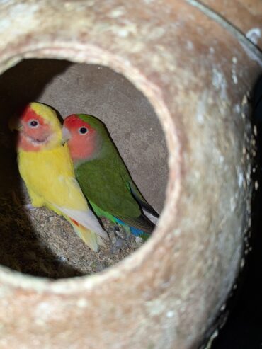 Rosicoli lovebirds ready to bread pair, lutino x rosicoli breader pair