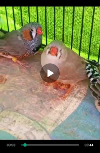 Jambo/ king size 2 pairs Zebra finches. 1 pengwn finch pair jambo/ exhibtion size