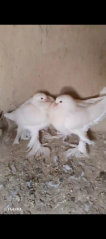 White pamorian 0 Kali chicks pair for sale