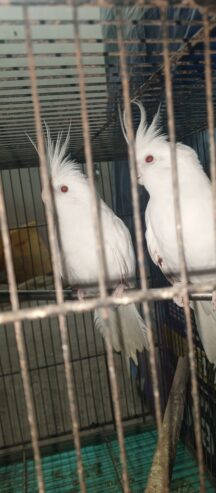 Parrots Cockatiel Eno Pair