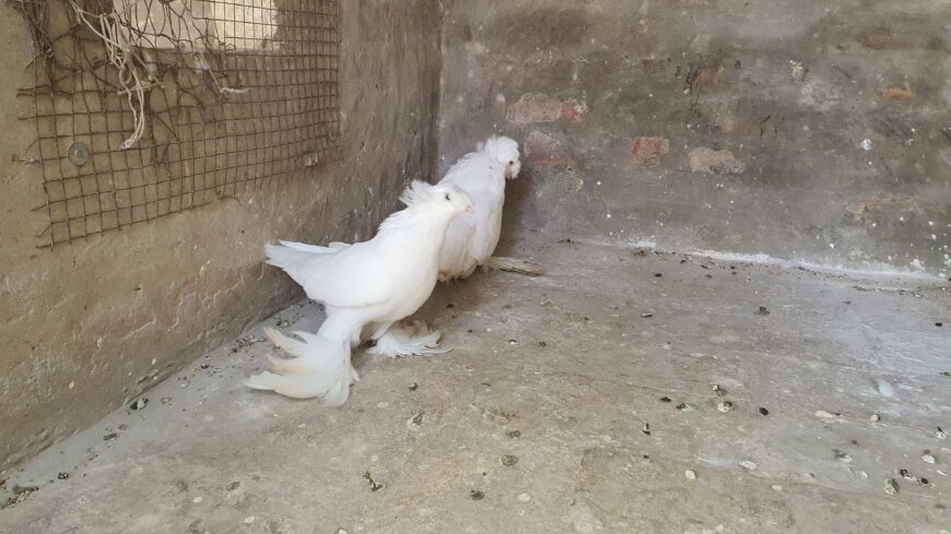 Bukhara pigeon