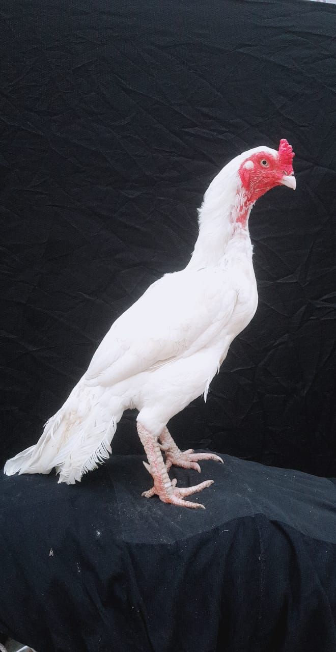 Pepper waite