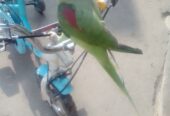 Talking raw PARROT