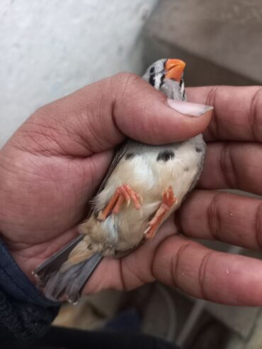 Finch pair