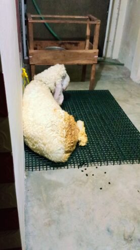 Plastic Floor for Goats, sheeps & birds