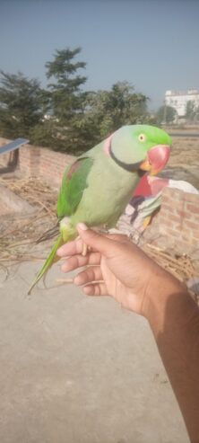 Raw hand tame & talking parrot